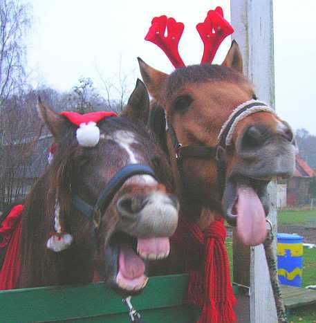 Image result for horse merry christmas